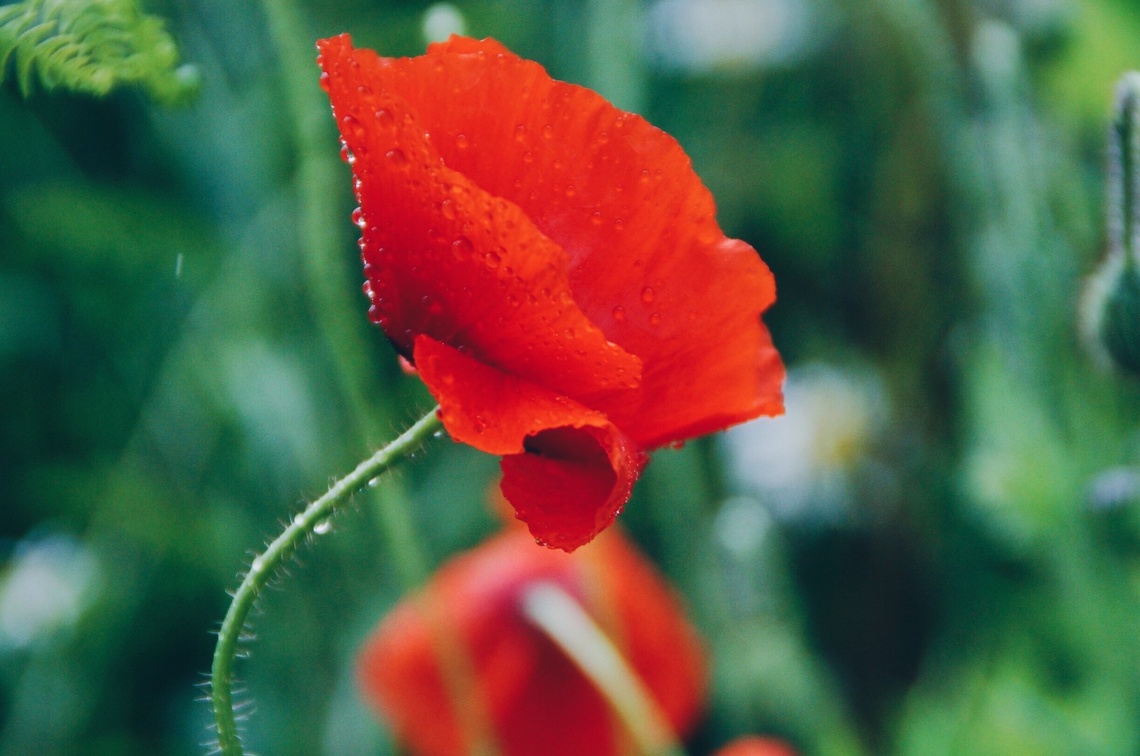 Poppies in the rain - My, The photo, Photographer, Flowers, Wildflowers, Poppy, Macro, Rain, Drops, Longpost, Macro photography