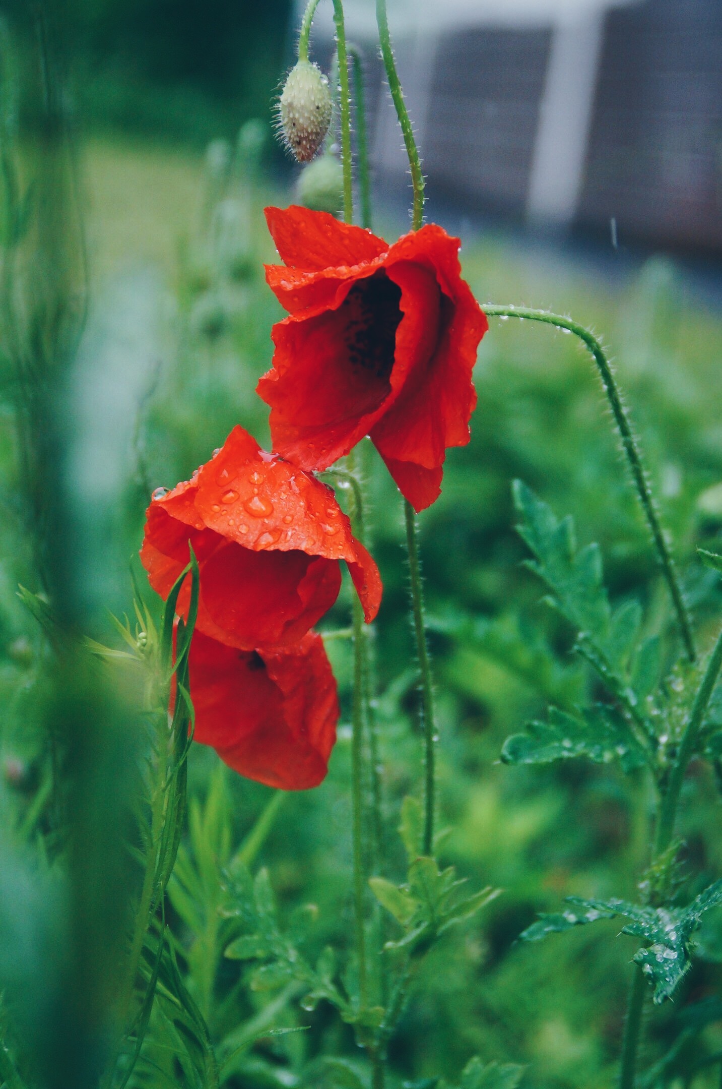 Poppies in the rain - My, The photo, Photographer, Flowers, Wildflowers, Poppy, Macro, Rain, Drops, Longpost, Macro photography