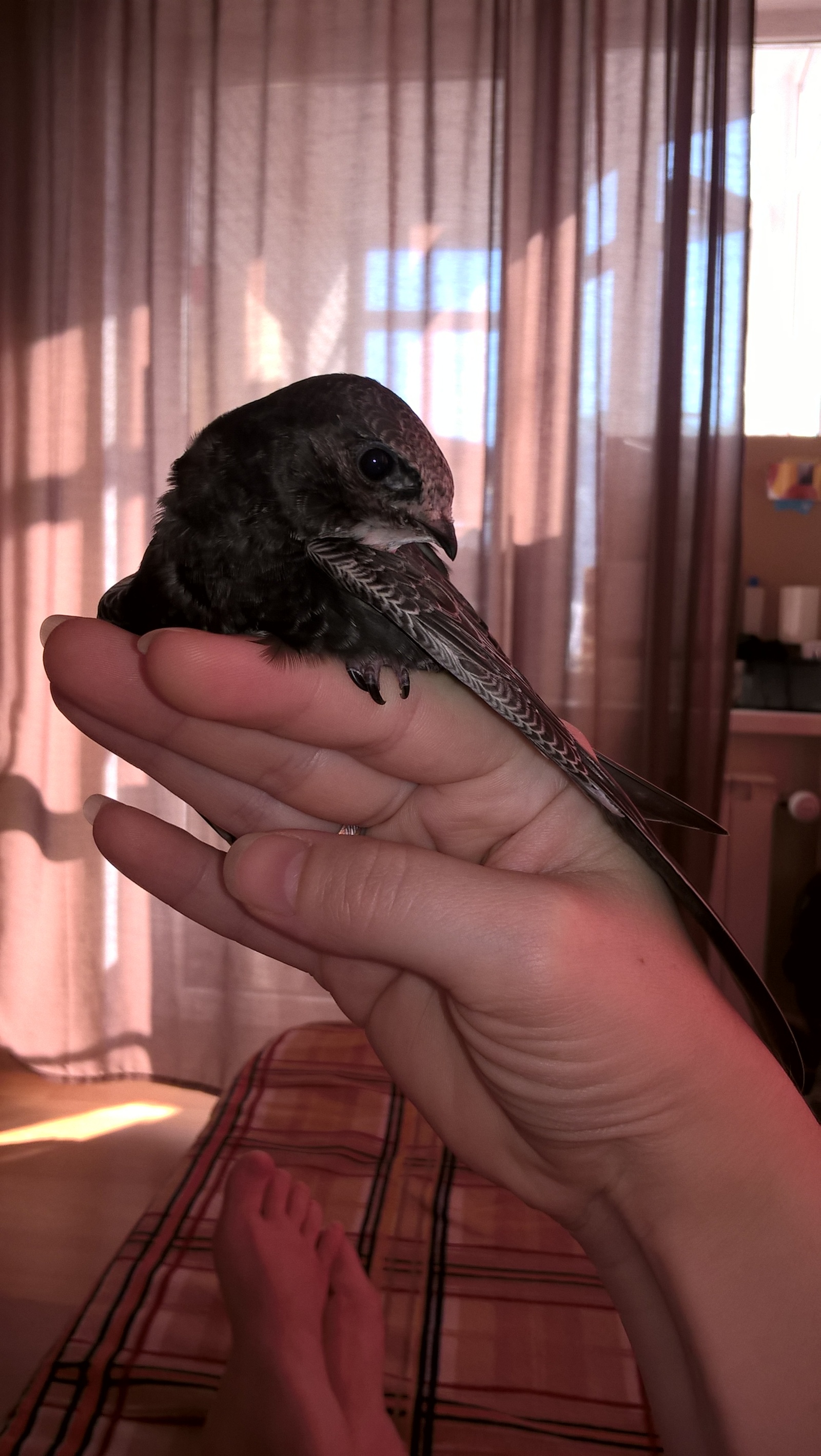 We grew up and flew away today! - My, Overexposure, Longpost, Flew away, Birds, Animal Rescue