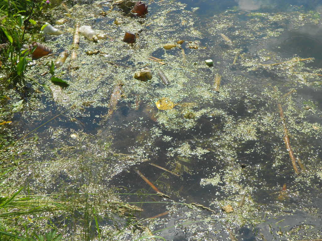 Cleaned the shore of the pond part 2 - My, The photo, Longpost, Chistoman, Garbage, Year of Ecology