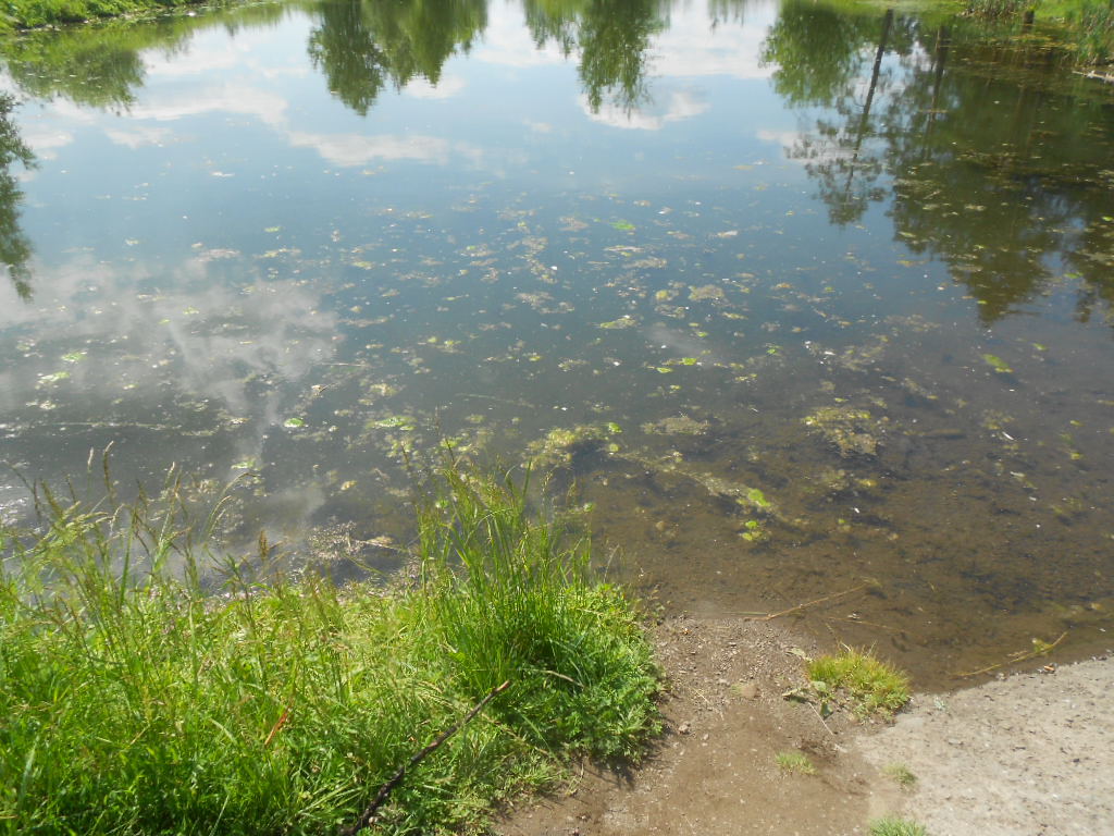 Cleaned the shore of the pond part 2 - My, The photo, Longpost, Chistoman, Garbage, Year of Ecology