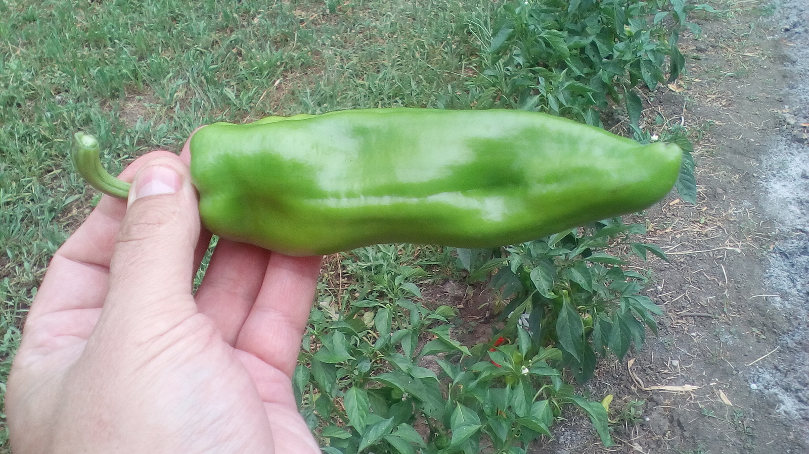 jalapeno - My, Pepper, , , Longpost