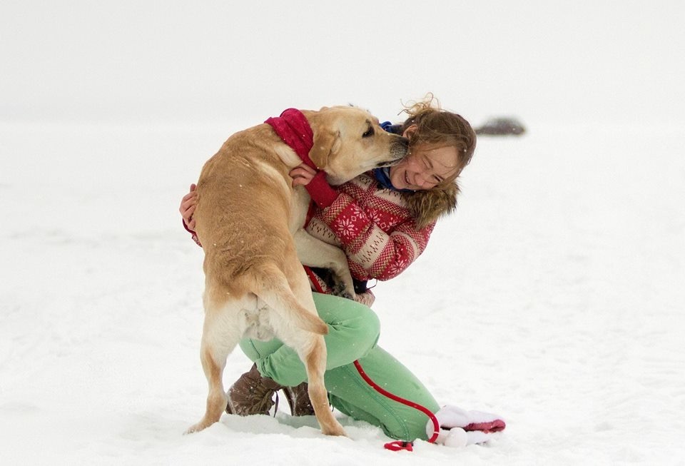 Trying to put a hat on a Labrador... - My, Labrador, New Year, Longpost, Fail, 