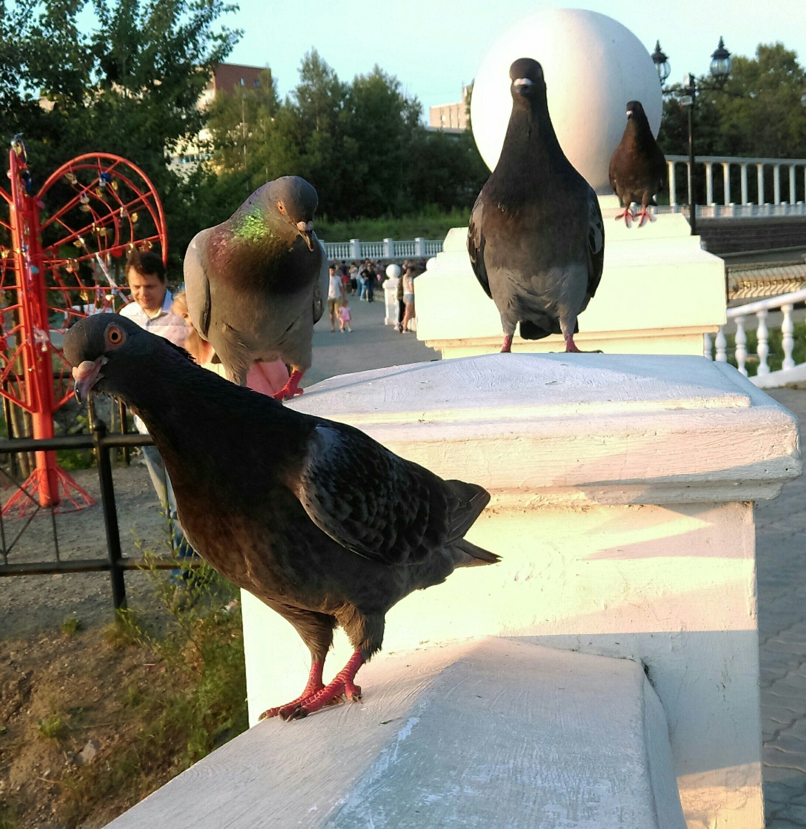 Feathered lads - My, , Pigeon, Hunger