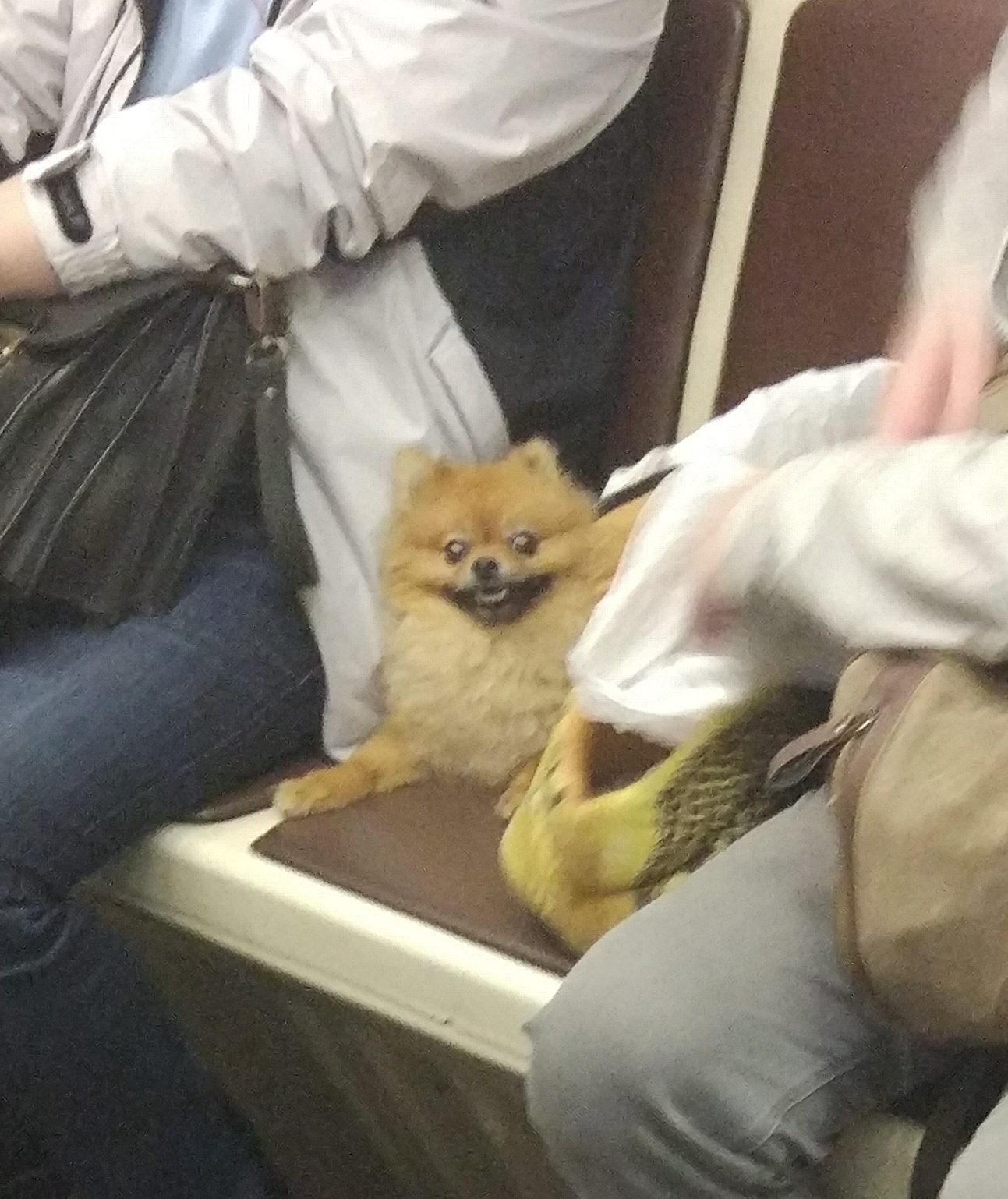 Suddenly in the subway - My, Metro, Dog, Spitz, Sight, Longpost