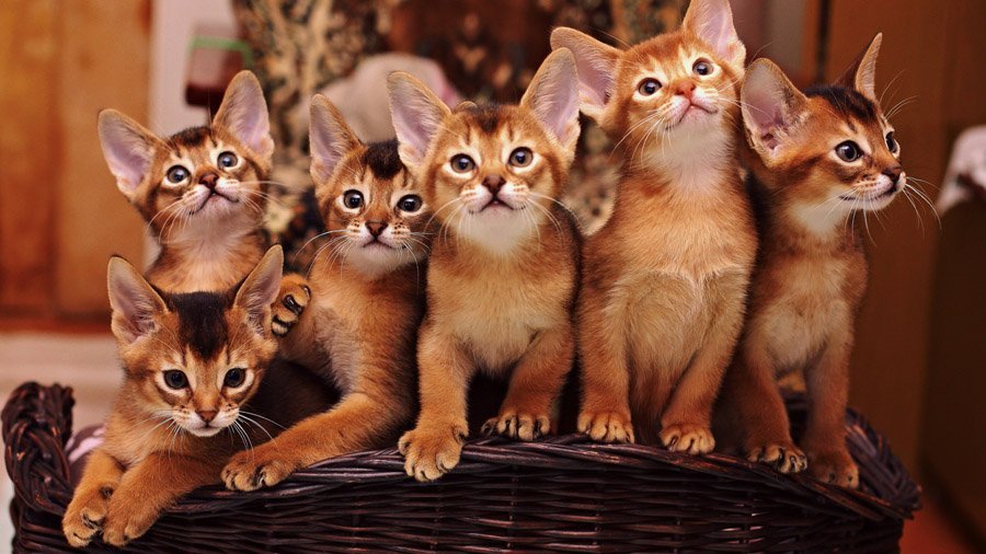 Abyssinians - cat, Cat breeds