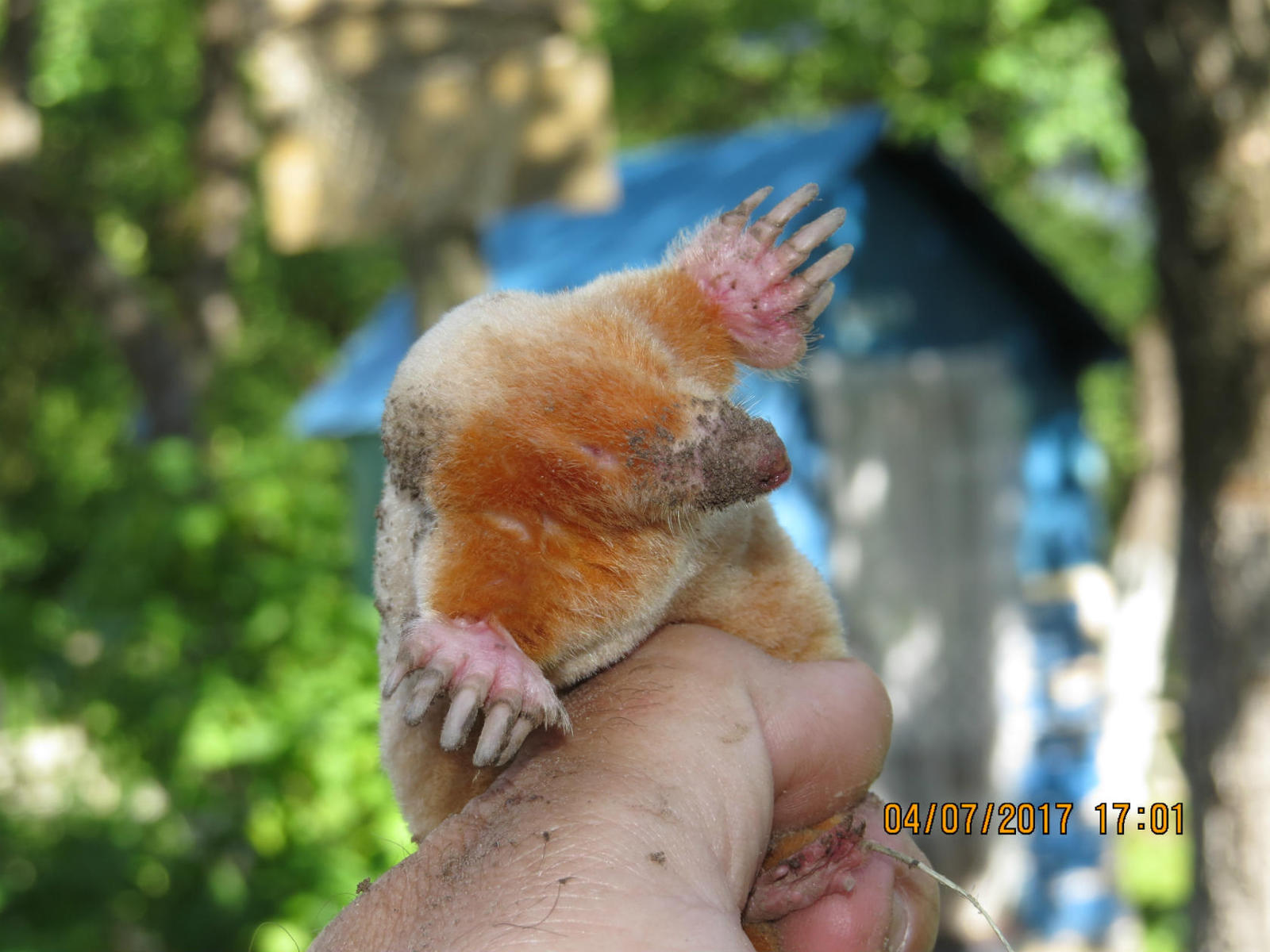 Ginger. - Mole, Albino, Caught, Liberty, Longpost