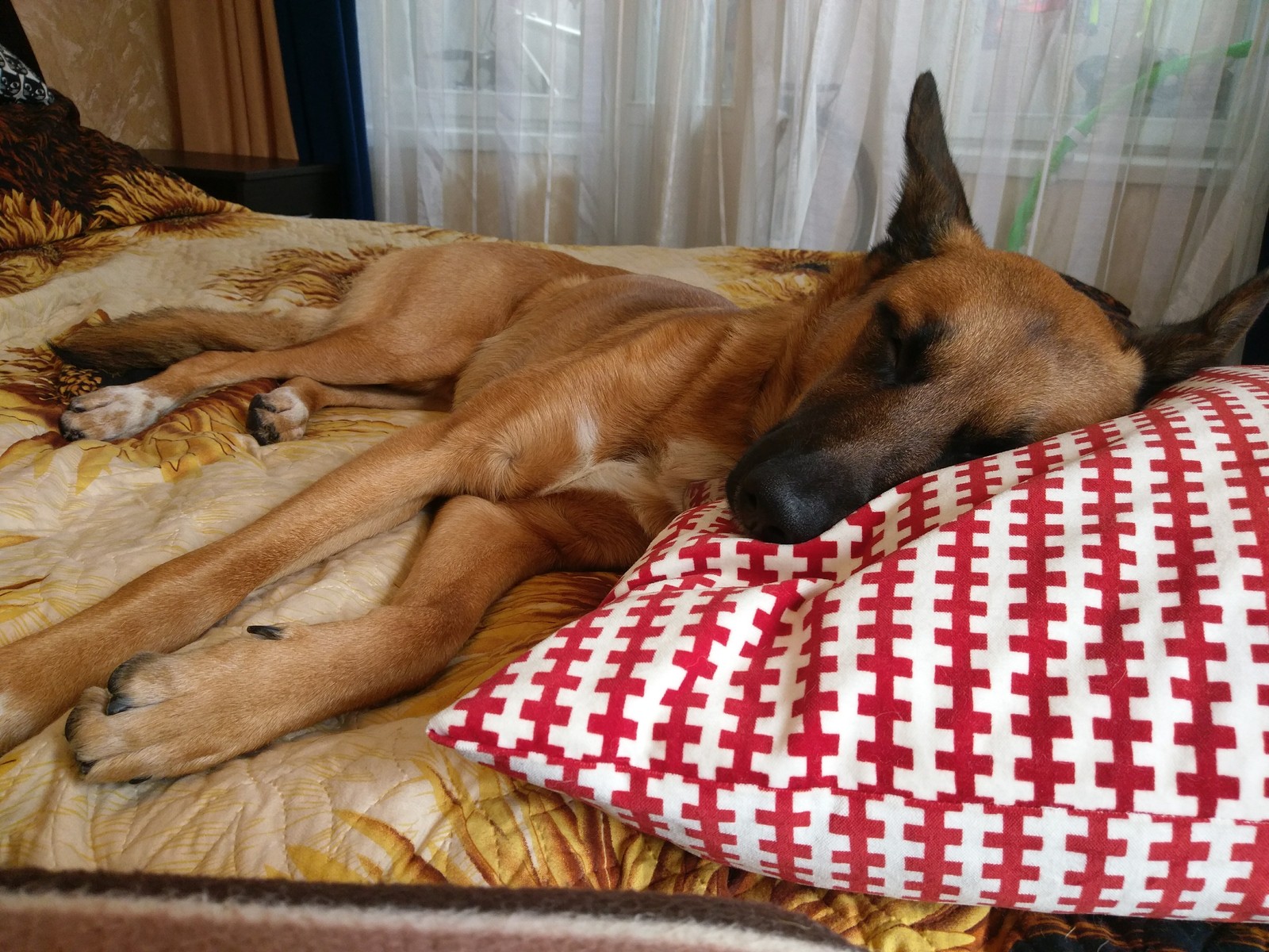 Pillow and fan, all you need to lure the dog))) - My, Dog, Milota, Dream