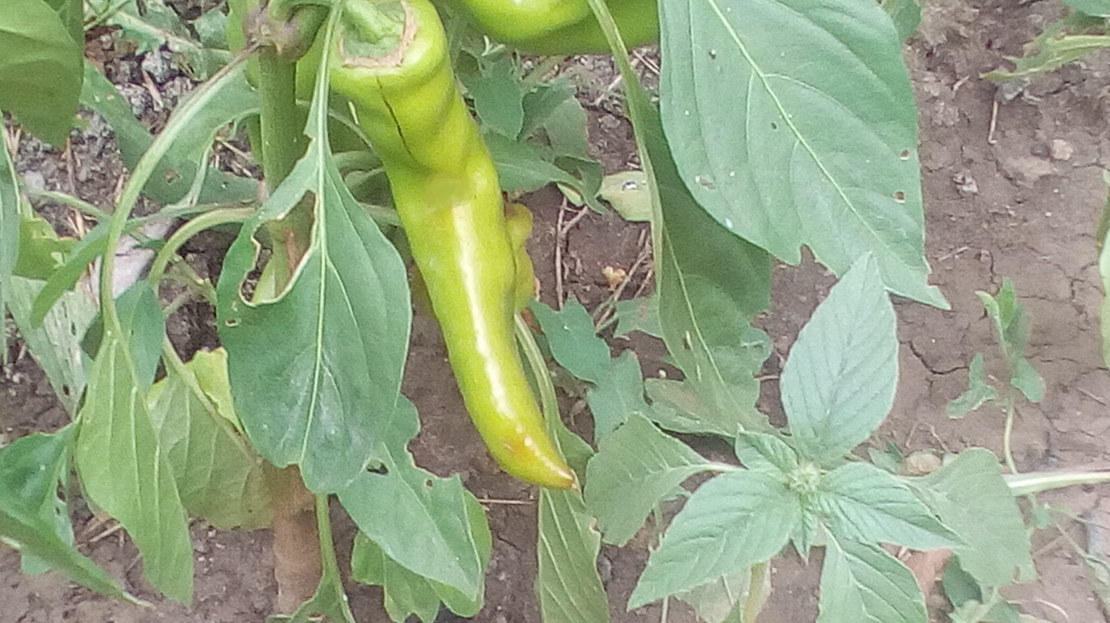 jalapeno - My, Pepper, , , Longpost