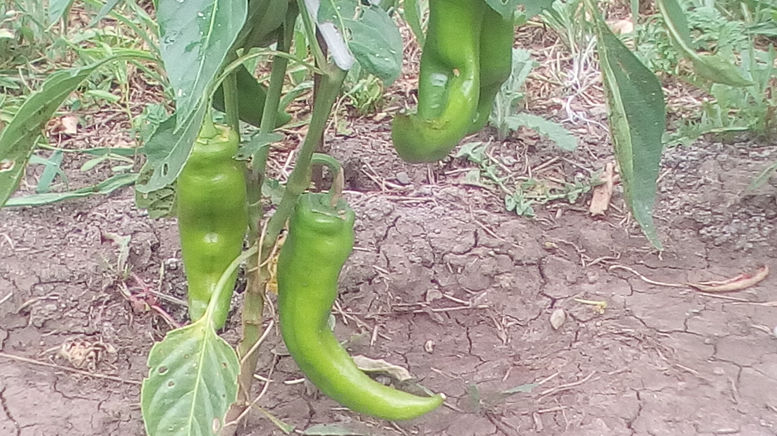 jalapeno - My, Pepper, , , Longpost