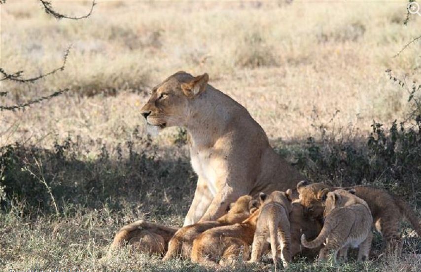 Lioness adopts leopard in Tanzania - Lions, a lion, Leopard, , wildlife, Tanzania, Adoption