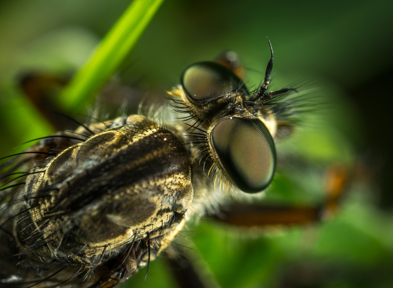 bearded ktyr - My, Ktyr, , Dipteran, Insects, Macro, Mp-e 65 mm, Macro photography