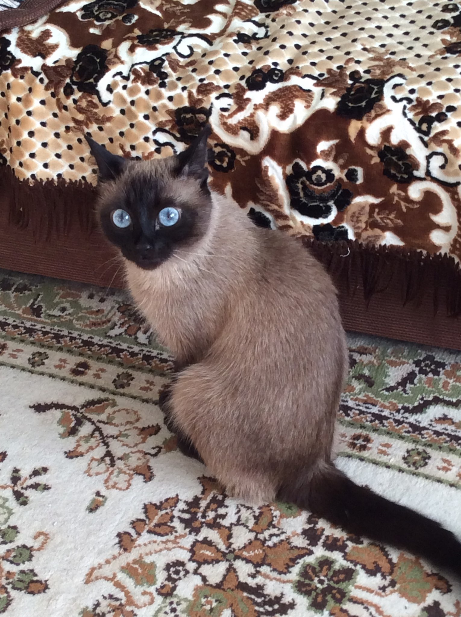 Simyonovna - cat, Homemade, The photo, Eyes, Carpet