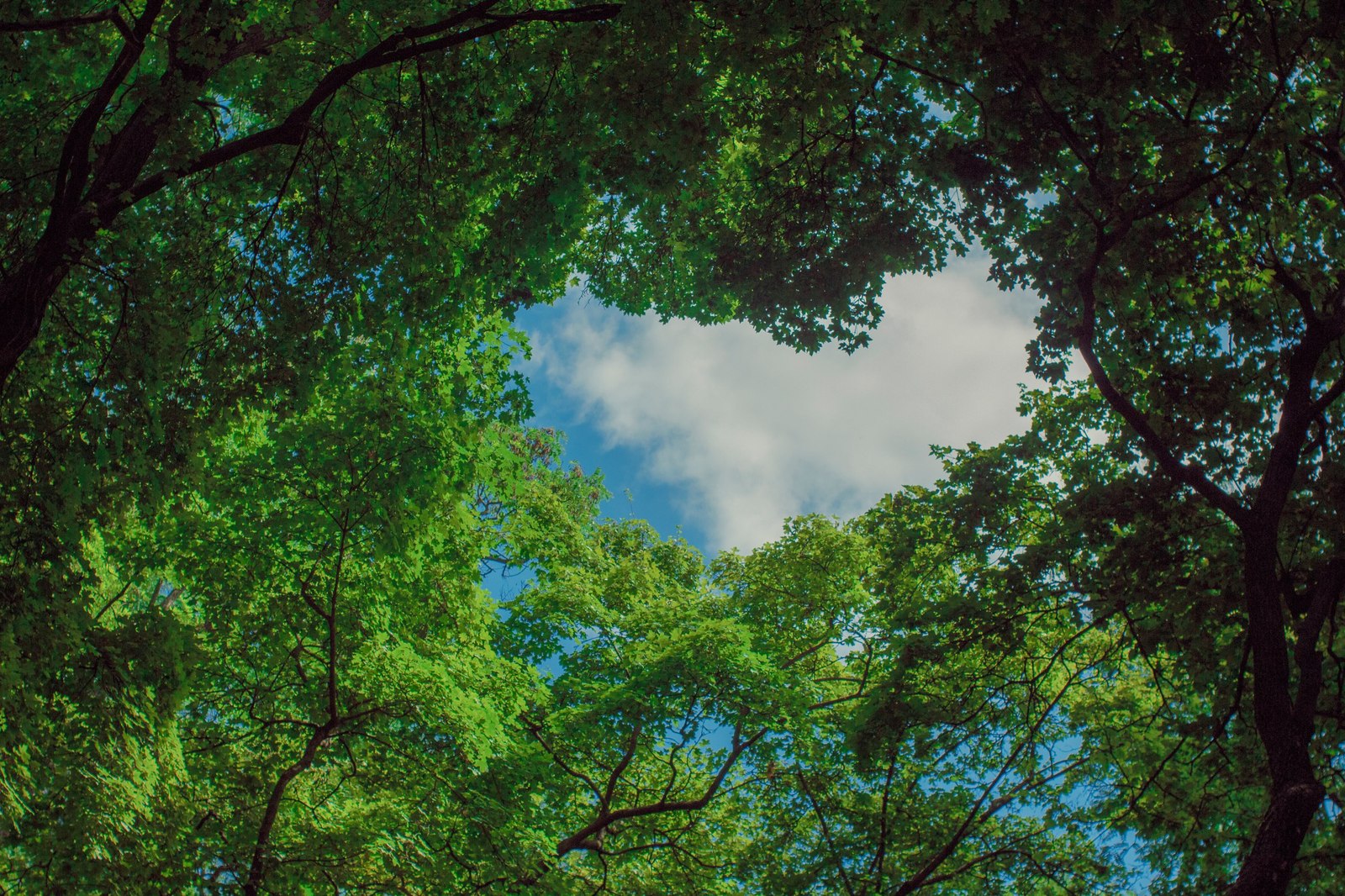 The truth is only in the swaying of the branches against the sky (Julien Greene) - My, The photo, Nature, Sky, I want criticism