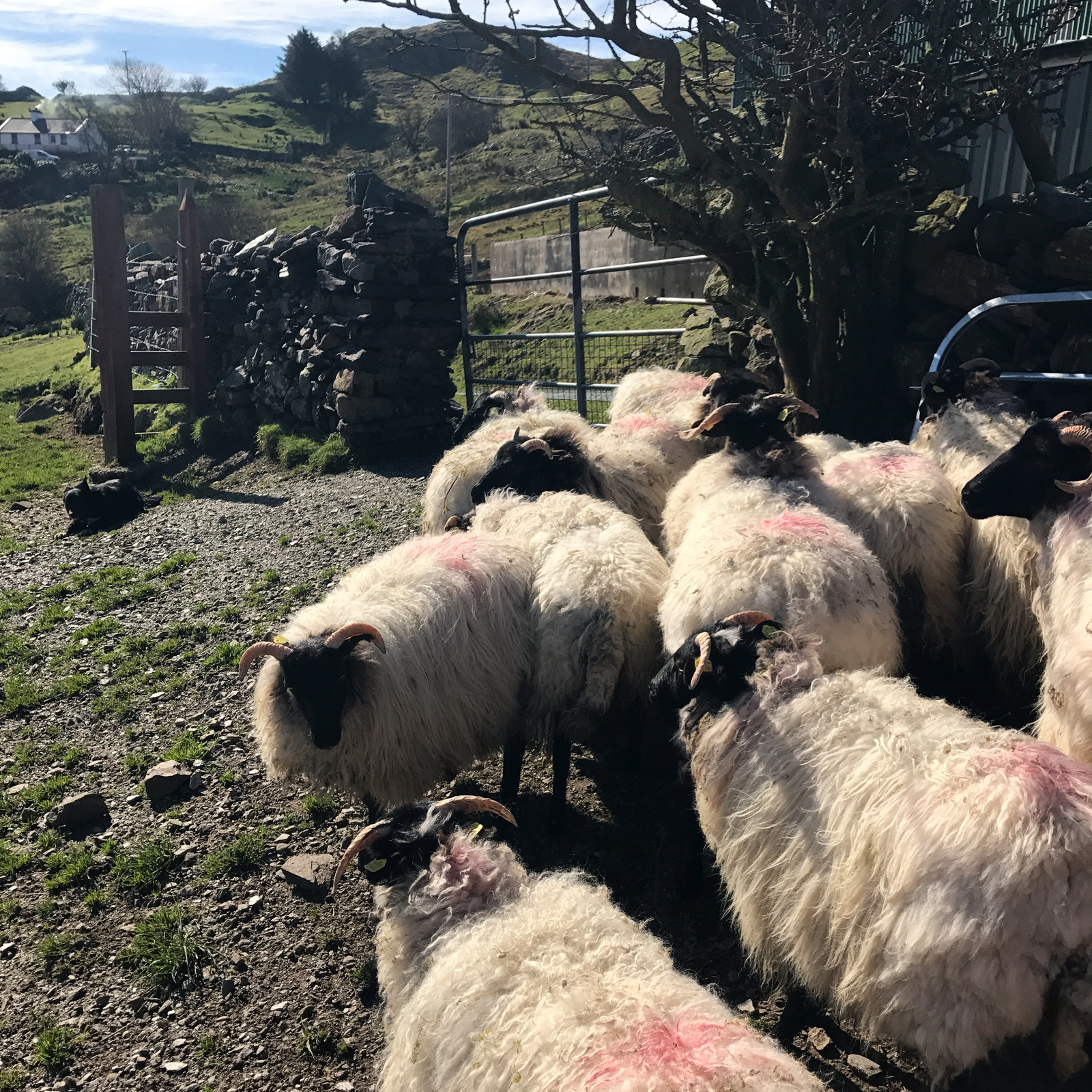 Ireland. Language school, family life, sheep - My, Dublin, Ireland, Cloth, Town, Architecture, Longpost