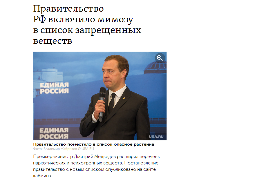 The government of the Russian Federation included mimosa in the list of prohibited substances - Mimosa, Drugs, Politics, Dmitry Medvedev, news, Link