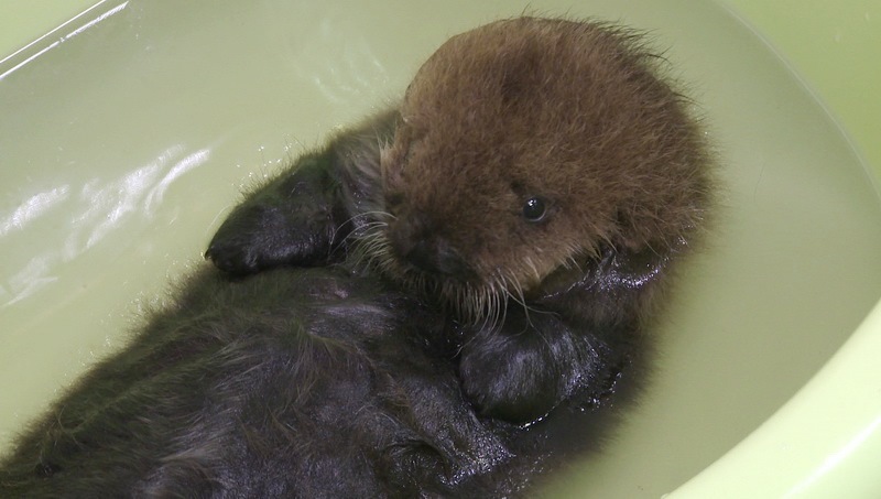 Orphaned baby sea otter rescued in Kamchatka - Sea otter, Red Book, Kamchatka, Longpost