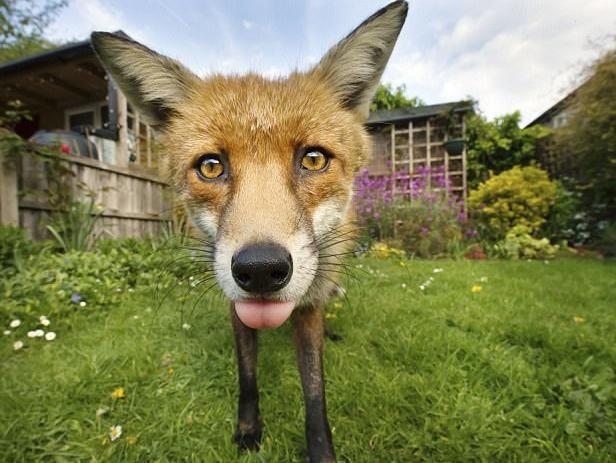 The gardener set up a camera to catch a thief and got a photo for an exhibition - The photo, Fox, Animals, Longpost