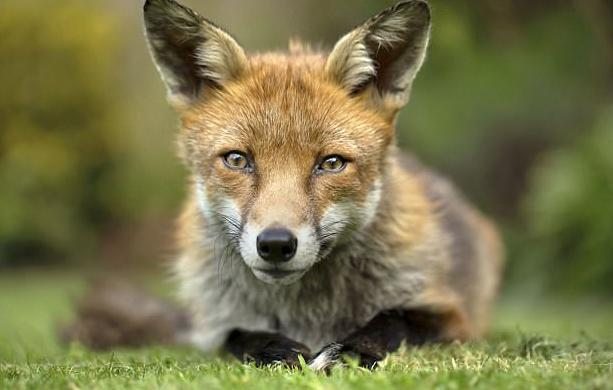 The gardener set up a camera to catch a thief and got a photo for an exhibition - The photo, Fox, Animals, Longpost