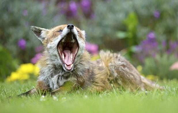 The gardener set up a camera to catch a thief and got a photo for an exhibition - The photo, Fox, Animals, Longpost