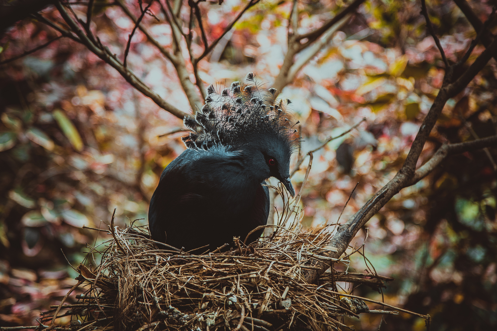 Birds of Tenerife - My, A parrot, Birds, Canon, Pigeon