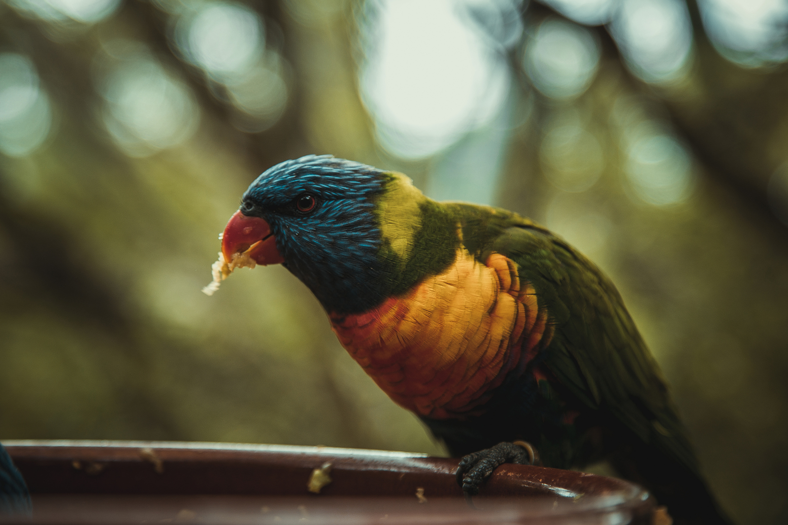 Birds of Tenerife - My, A parrot, Birds, Canon, Pigeon