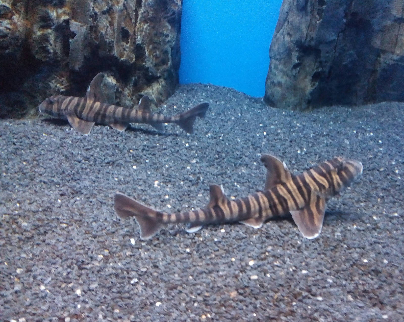 A trip to the aquarium. Vladivostok. O. Russian. 1 part - My, Oceanarium, A fish, Longpost