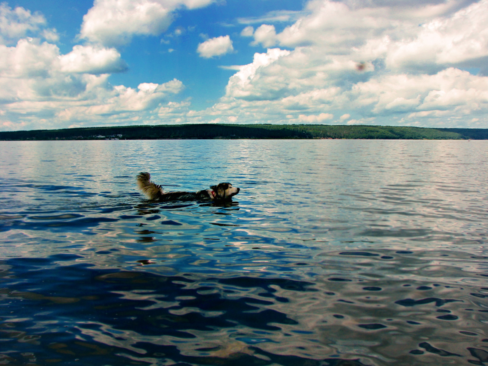 All shades of blue... - My, Kodak, Dog