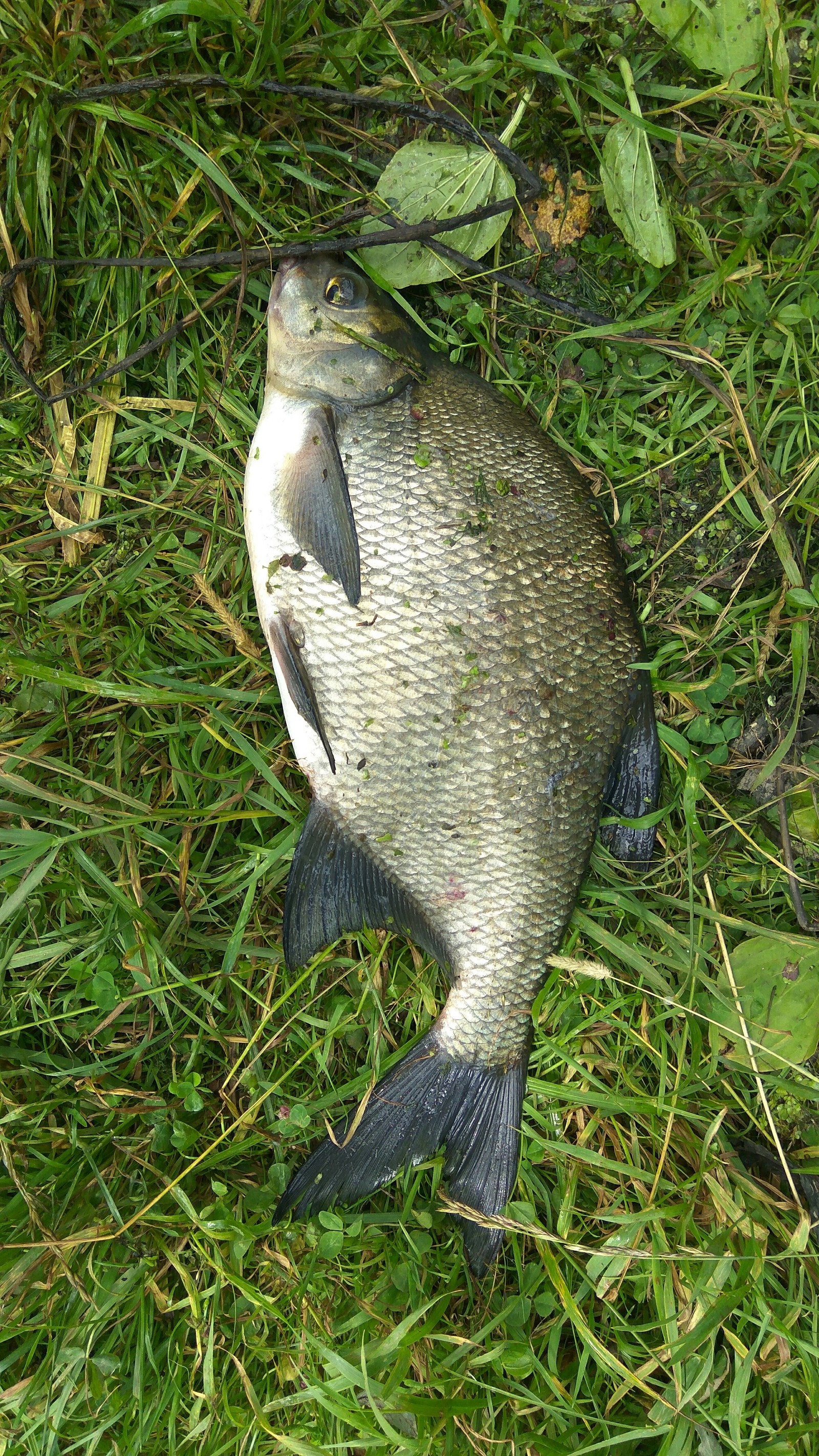 Weekend on the oxbow river Moscow. - My, Bream, Fishing, Longpost