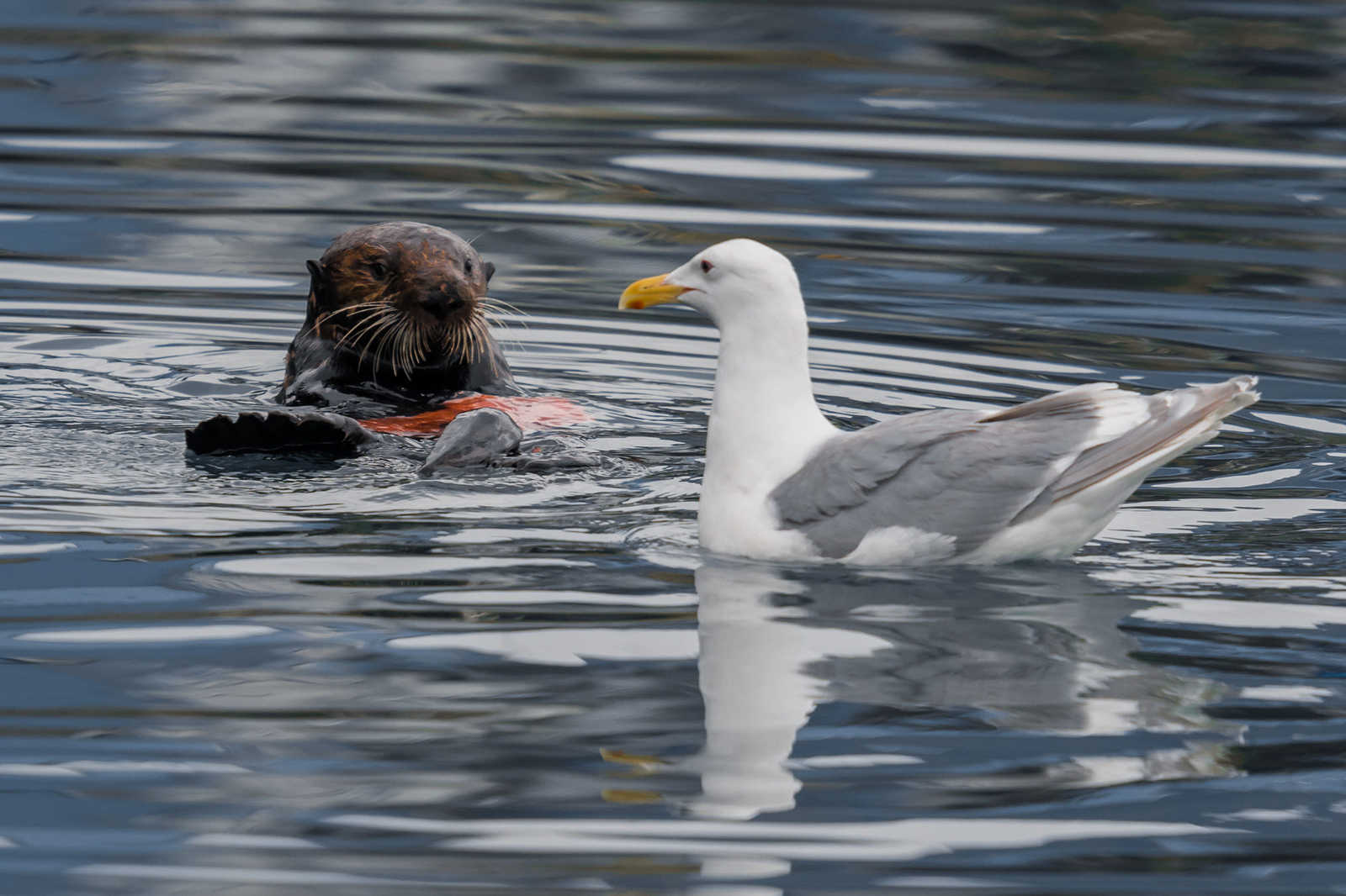 Stay away from my dinner! - Otter, Otters, Milota, Animals, Sea otter, Seagulls