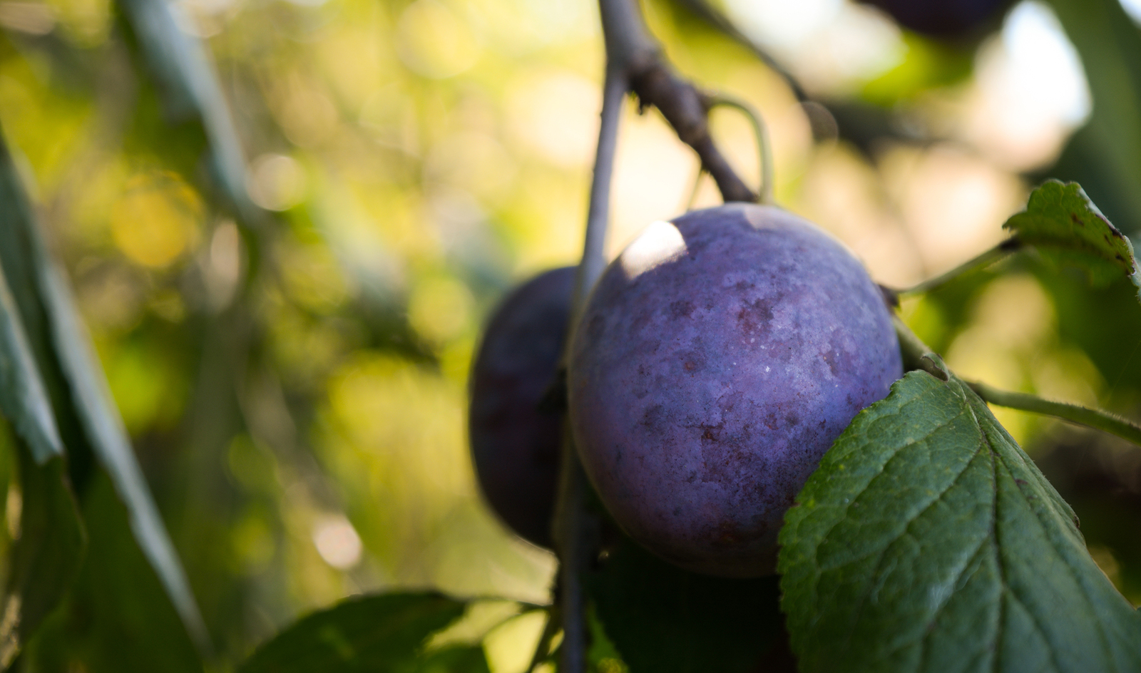 My random selection #2 - My, Nikon, , 18-55 kit, Landscape, A selection, Tractor, Plum, I want criticism, Longpost, Tag