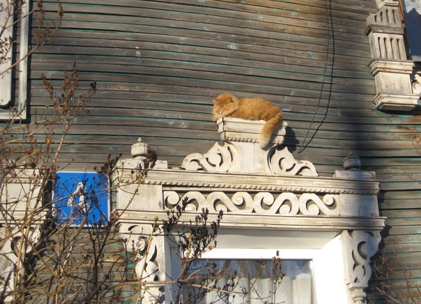 Vologda cat - cat, Vologda, Milota, Wooden architecture