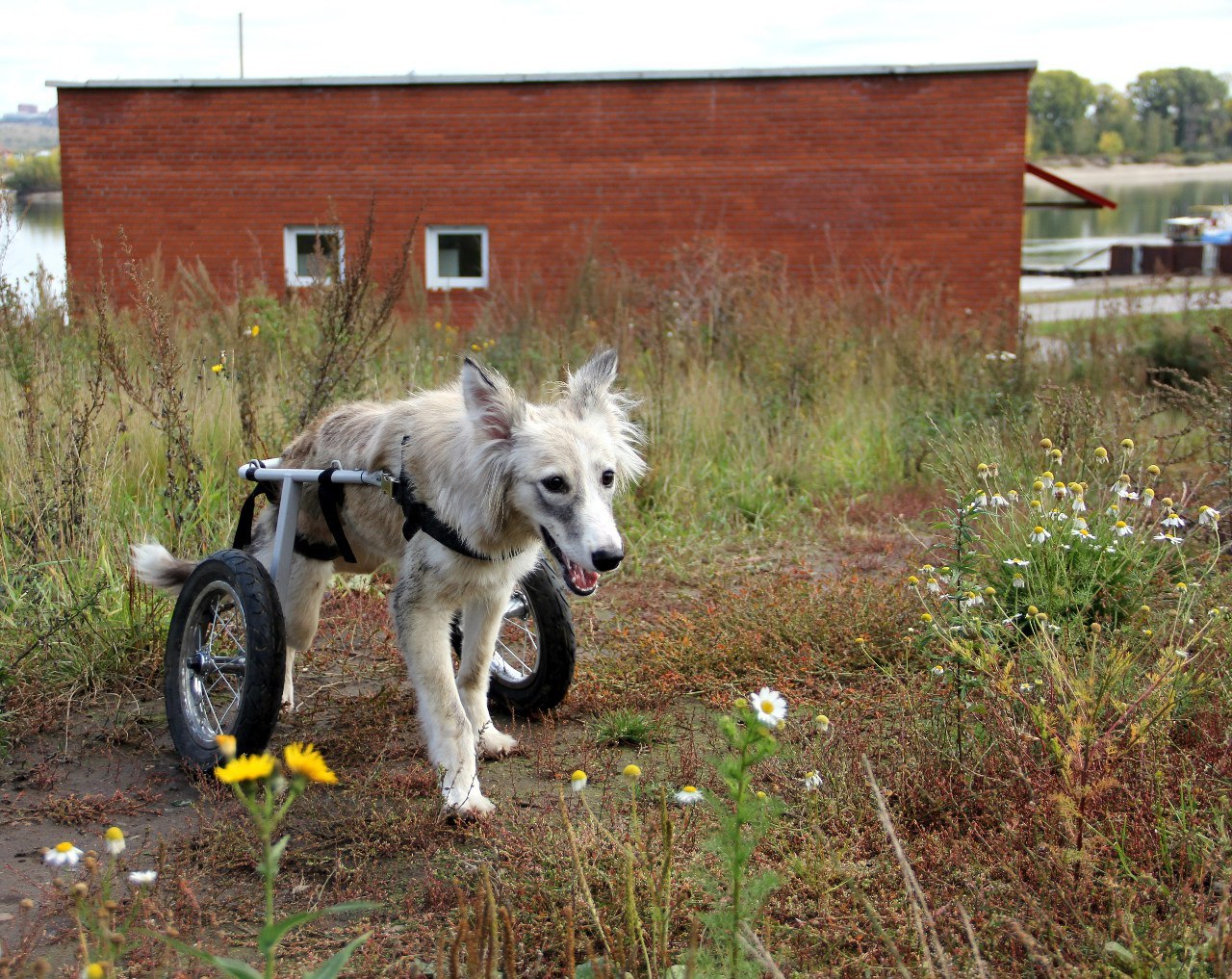 Dog Eva: from capture to a happy life - My, My, Volunteering, Dog, Longpost, Real life story, 