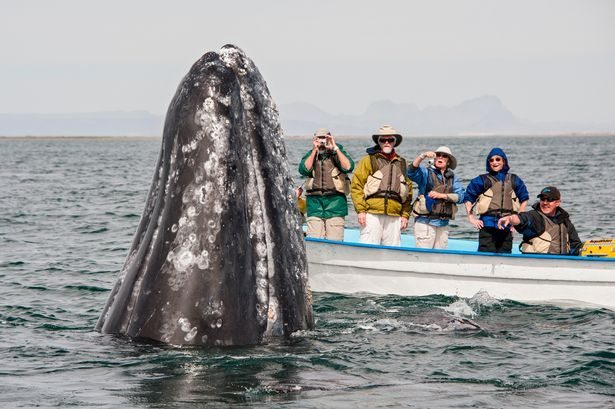 Gray whales in the Mexican lagoon proved that they are no worse than dolphins (6 photos) - Whale, The photo, A selection, Longpost