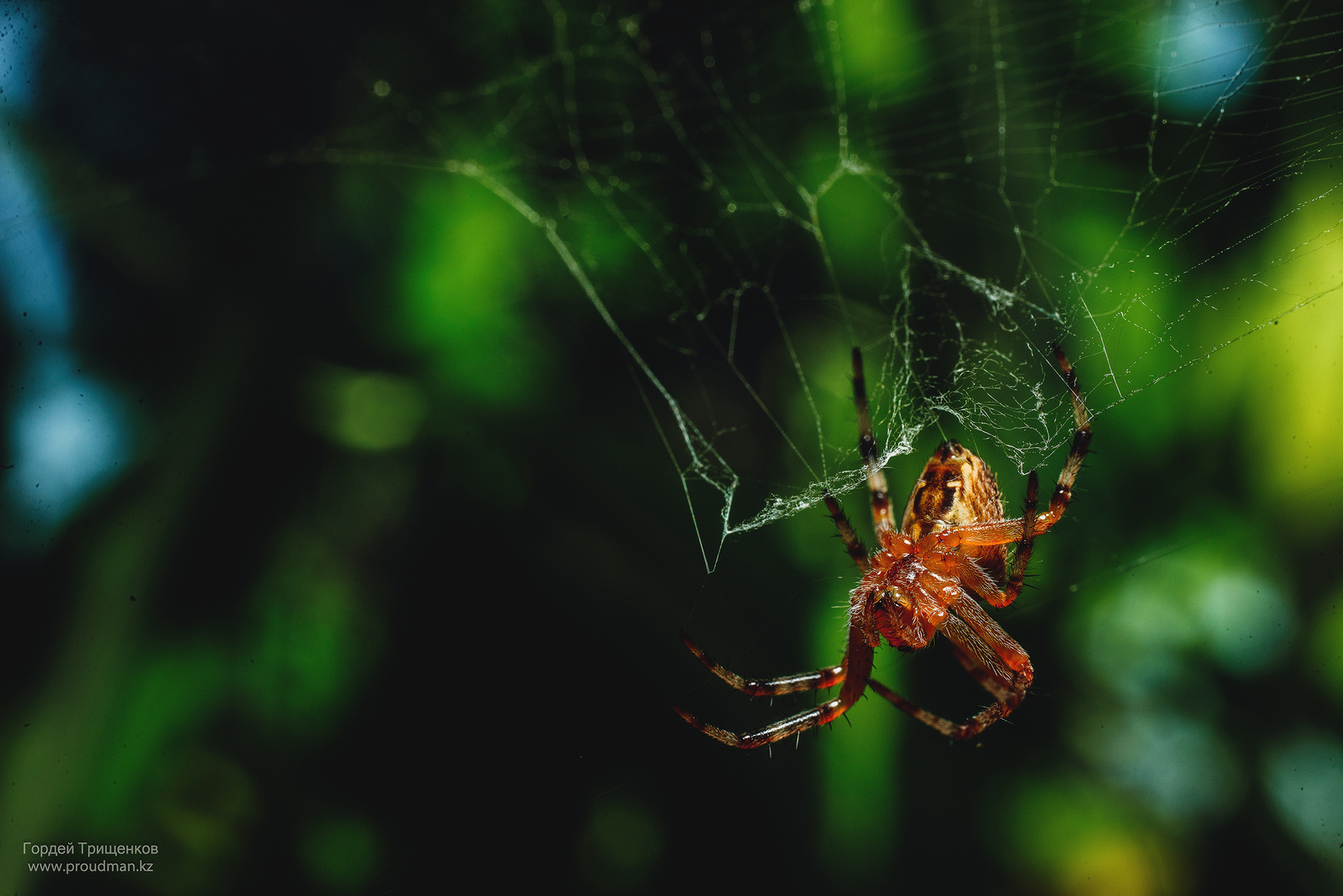 summer, heat, insects - My, Macro, The photo, Nikon, Sigma, Uralsk, Kazakhstan, Dacha, Spider, Longpost, Macro photography