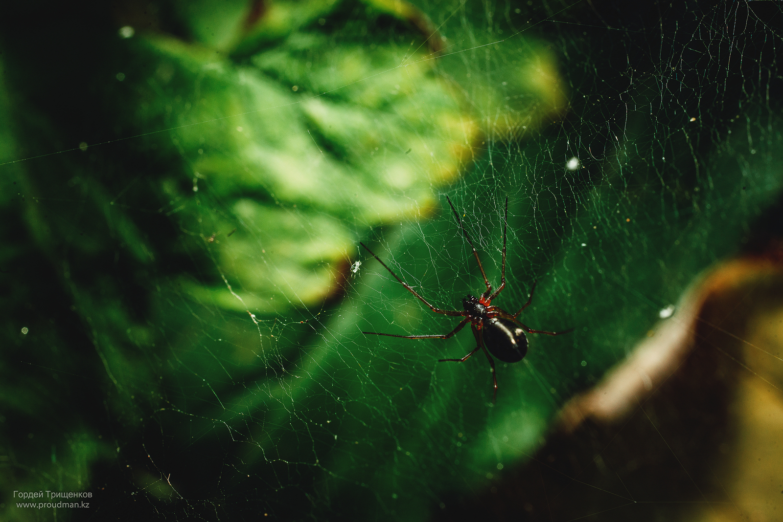 summer, heat, insects - My, Macro, The photo, Nikon, Sigma, Uralsk, Kazakhstan, Dacha, Spider, Longpost, Macro photography