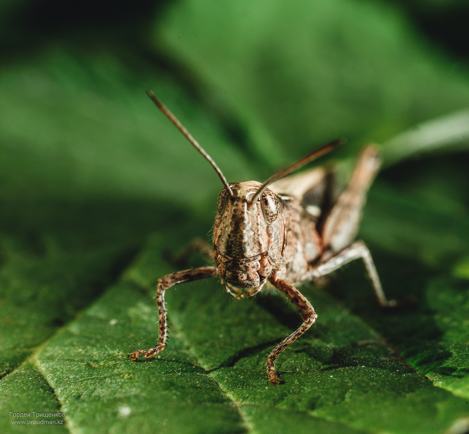 summer, heat, insects - My, Macro, The photo, Nikon, Sigma, Uralsk, Kazakhstan, Dacha, Spider, Longpost, Macro photography