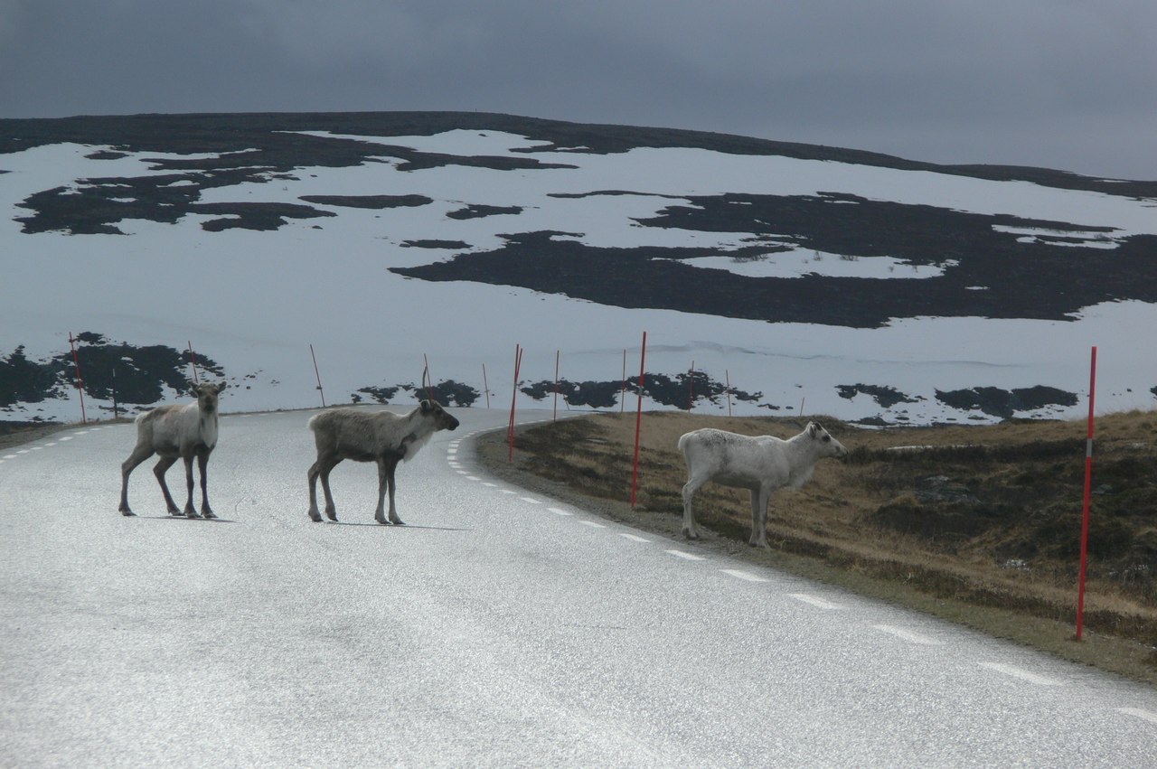 Northern Norway - My, Norway, The photo, Sea, The mountains, Reindeer, Longpost, , wildlife