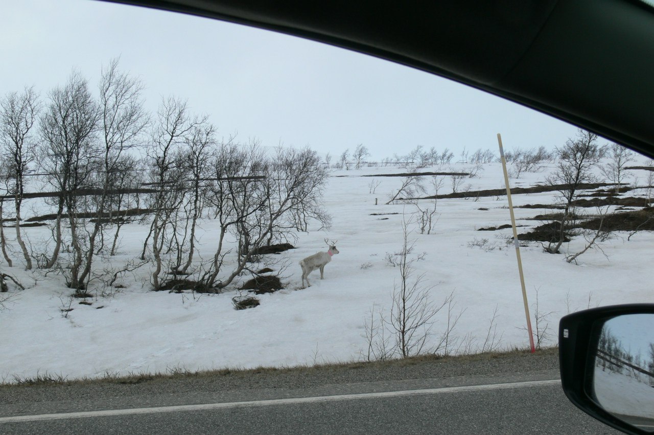 Northern Norway - My, Norway, The photo, Sea, The mountains, Reindeer, Longpost, , wildlife