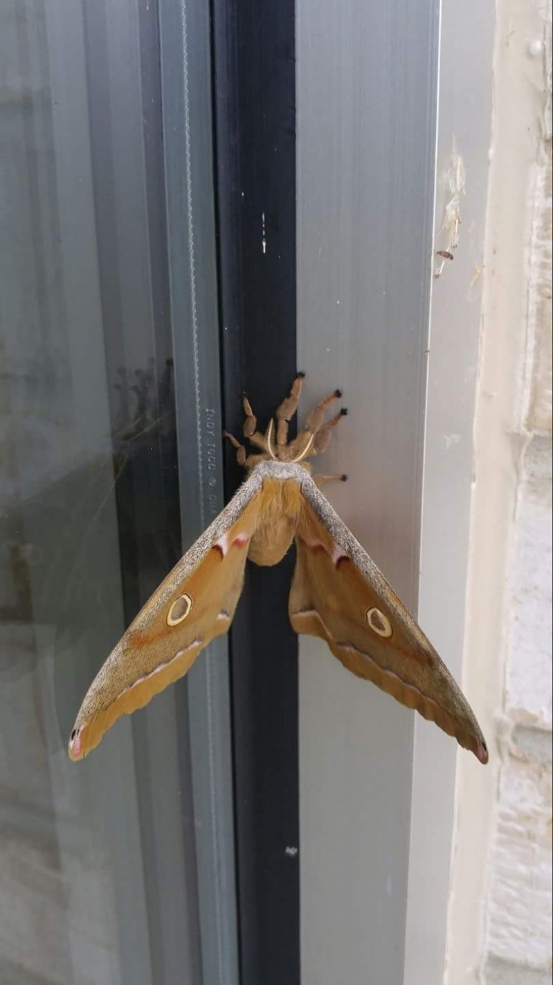 spider moth - The photo, Spider, Moth, Insects, Monster, Australia, Chimera