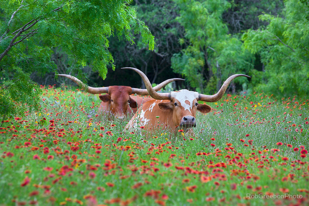 Heifers in flowers. - Cow, Meadows, Longpost, Flowers