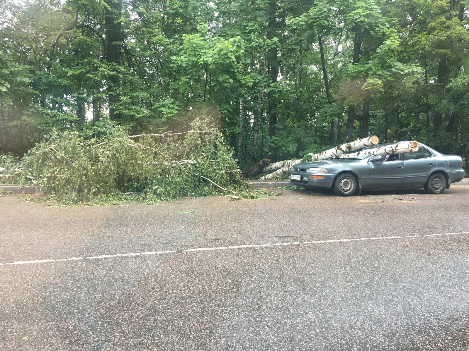 When freaked out - My, Auto, Freaked out, Tree, Hurricane, Bad luck, Longpost