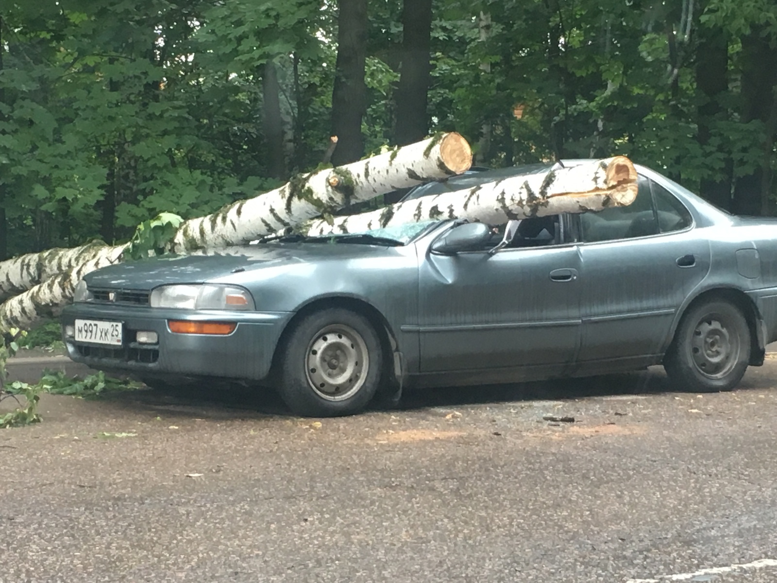 When freaked out - My, Auto, Freaked out, Tree, Hurricane, Bad luck, Longpost