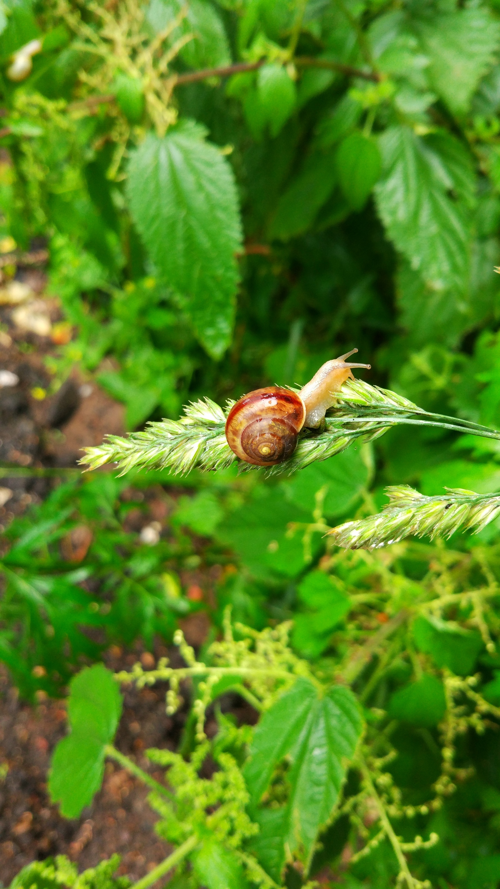 Snail - My, Snail, The photo