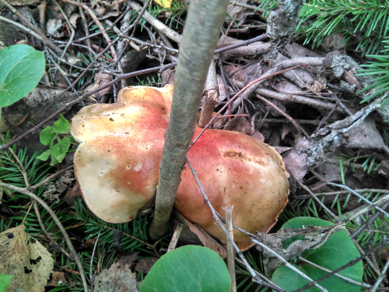 Silent hunting + Cleaning in the forest - My, Silent hunt, Chistoman, Mushrooms, Longpost