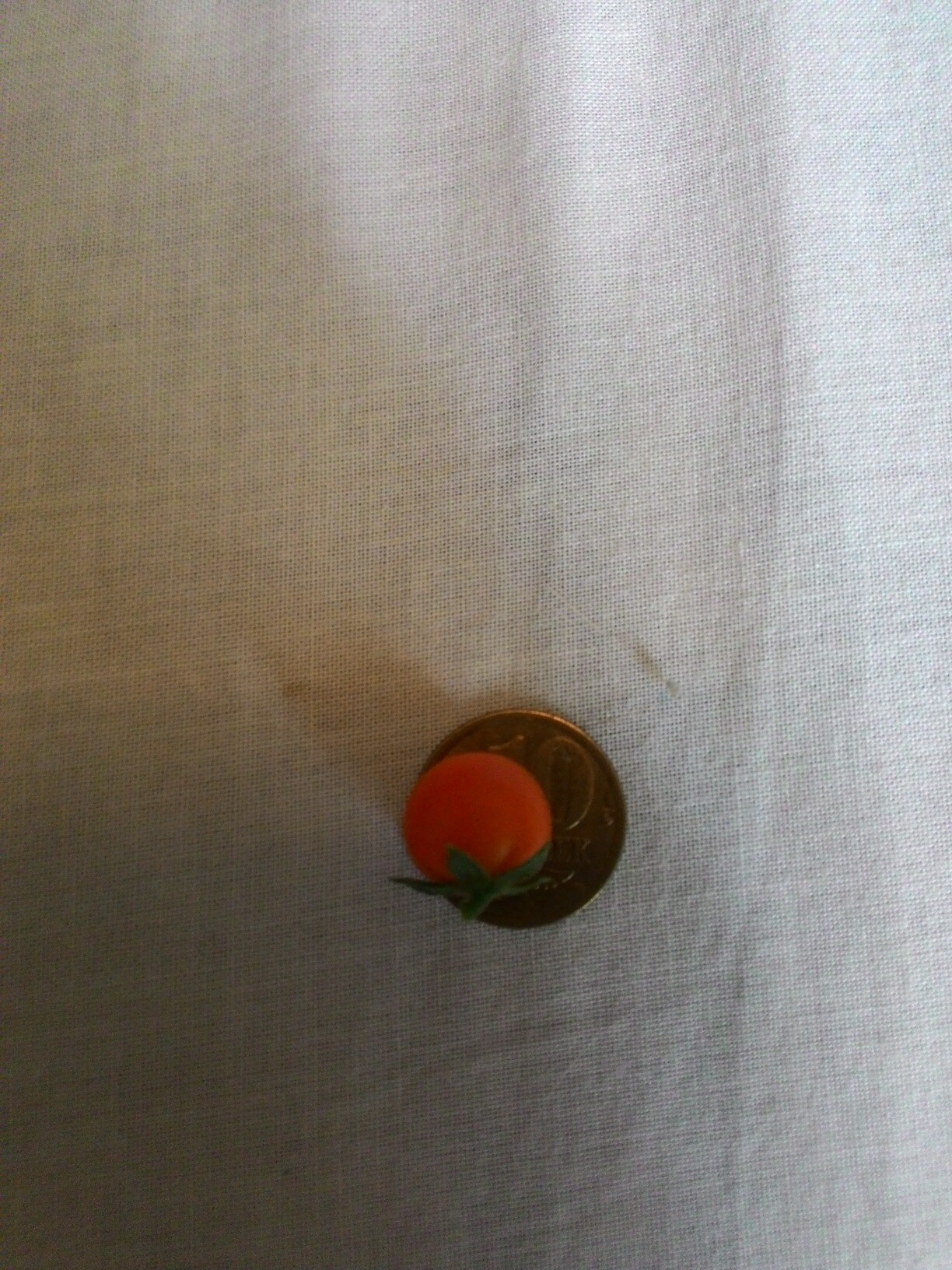 Lilliputian tomato - My, Tomatoes, League of Lilliputians, , Longpost