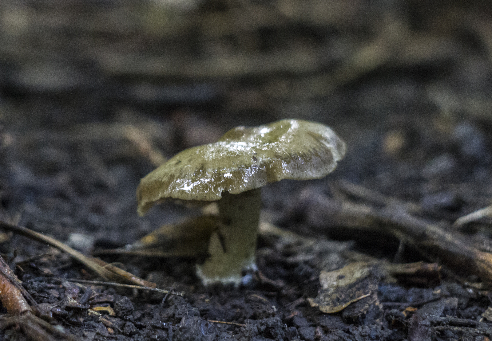 Some photos of the forest - My, Canon 7d, Helios, Forest, Leaves, Mushrooms, Longpost, Helios