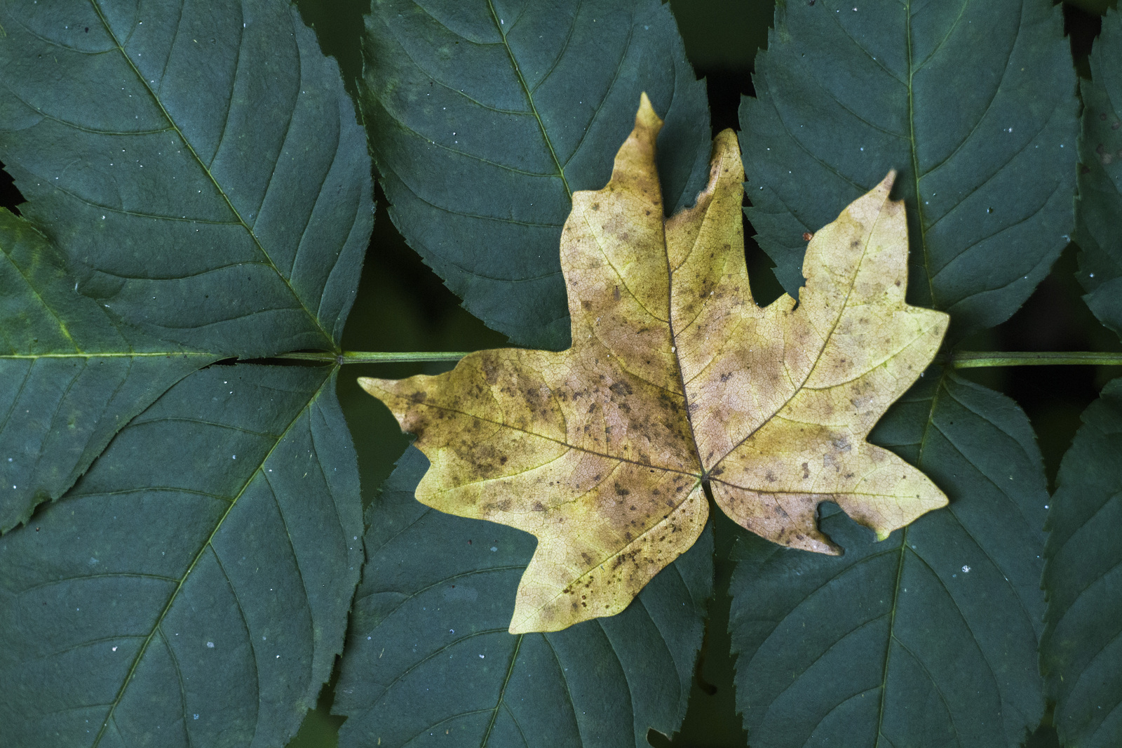 Some photos of the forest - My, Canon 7d, Helios, Forest, Leaves, Mushrooms, Longpost, Helios