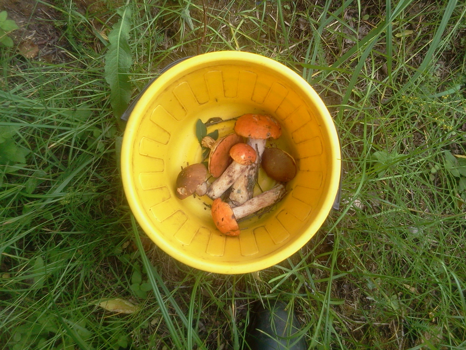 Mushroom soup from A to Z, from search to plate. - My, Mushrooms, Soup, Republic of Belarus, Vitebsk region, Recipe, Longpost