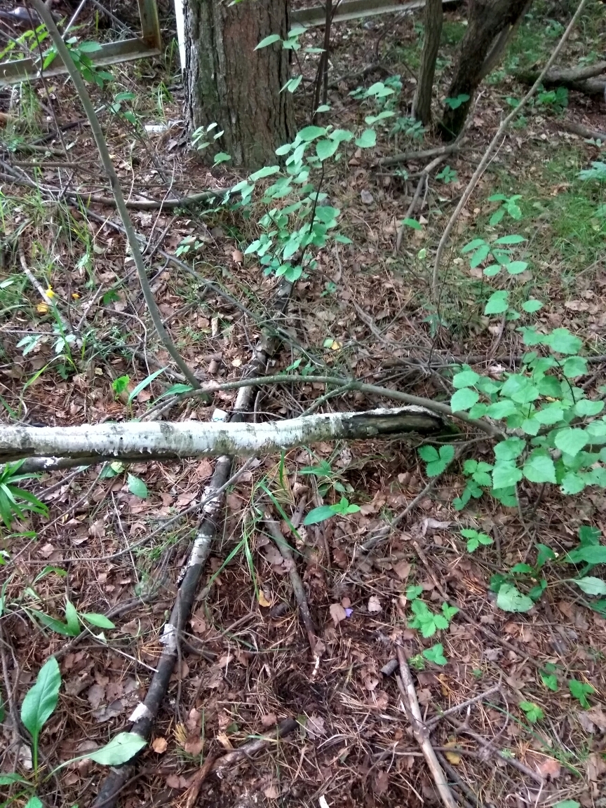 Why pick up trash after someone? They'll shit again anyway! - My, Garbage, Forest, Cleaning, Dump, Broken windows theory, Nature, Protection of Nature, Longpost